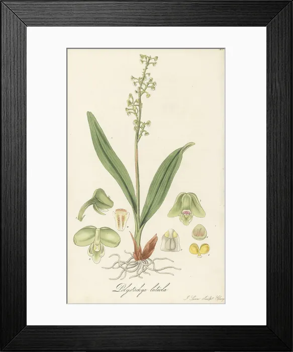 Framed Print : Greater yellowspike orchid, Polystachya concreta Framed Print : Greater yellowspike orchid, Polystachya concreta