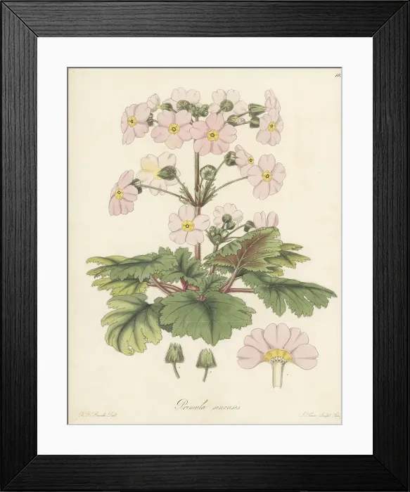 Framed Print : Splendid Chinese primrose, Primula sinensis Framed Print : Splendid Chinese primrose, Primula sinensis