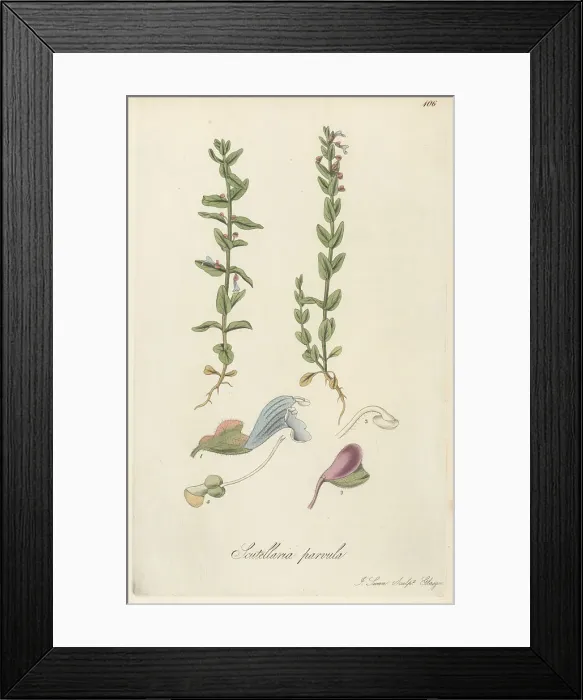Framed Print : Small American skullcap, Scutellaria parvula Framed Print : Small American skullcap, Scutellaria parvula