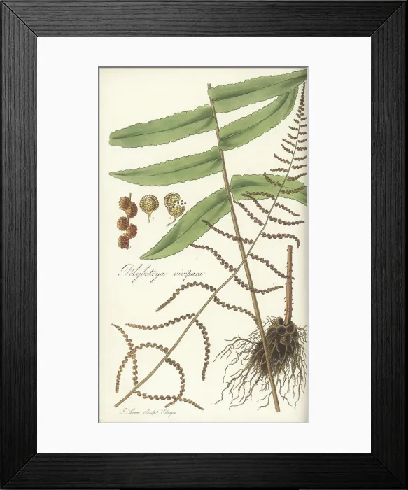 Framed Print : Bolbitis nodiflora fern Framed Print : Bolbitis nodiflora fern