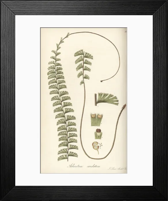 Framed Print : Walking maidenhair fern, Adiantum caudatum Framed Print : Walking maidenhair fern, Adiantum caudatum