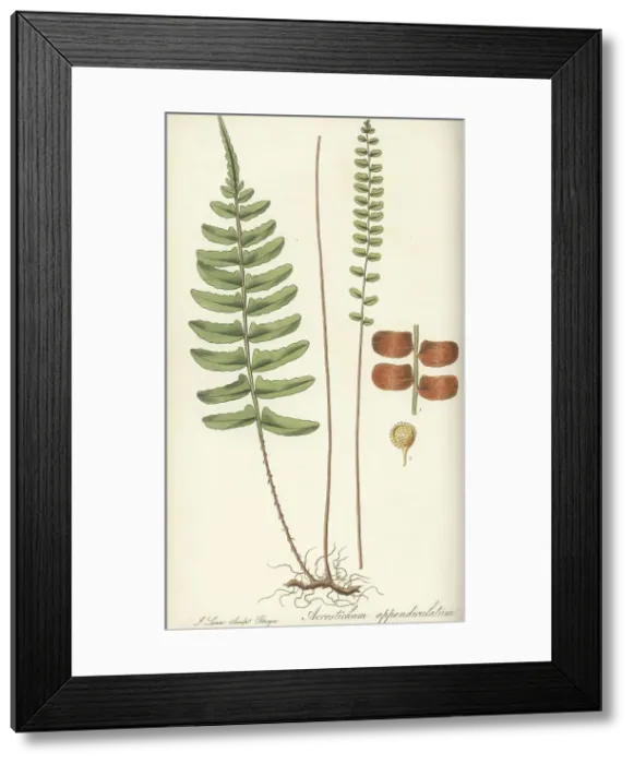 Framed Print : Bolbitis appendiculata fern Framed Print : Bolbitis appendiculata fern
