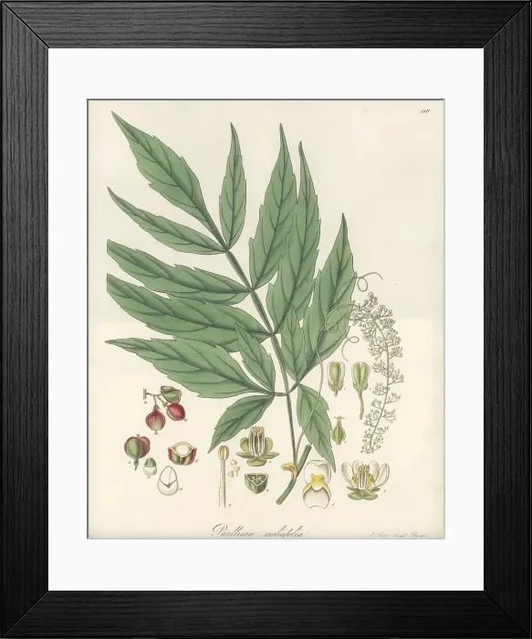 Framed Print : Paullinia meliifolia Framed Print : Paullinia meliifolia