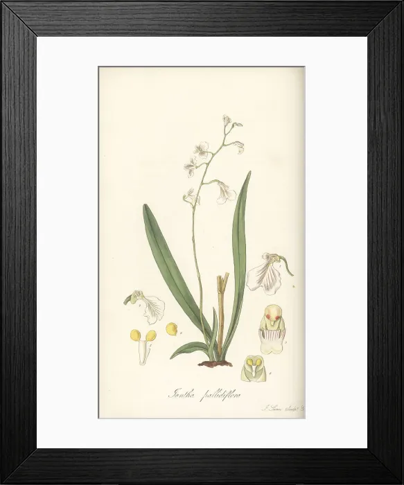 Framed Print : Delicate violet orchid, Ionopsis utricularioides Framed Print : Delicate violet orchid, Ionopsis utricularioides