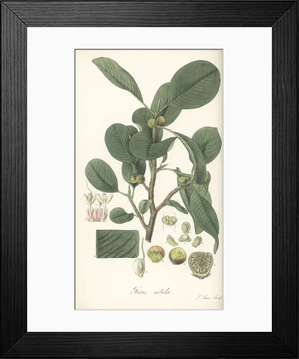 Framed Print : Weeping fig, Ficus benjamina Framed Print : Weeping fig, Ficus benjamina