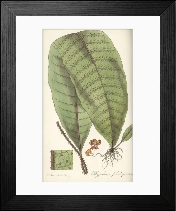 Framed Print : Halberd fern, Tectaria plantaginea Framed Print : Halberd fern, Tectaria plantaginea