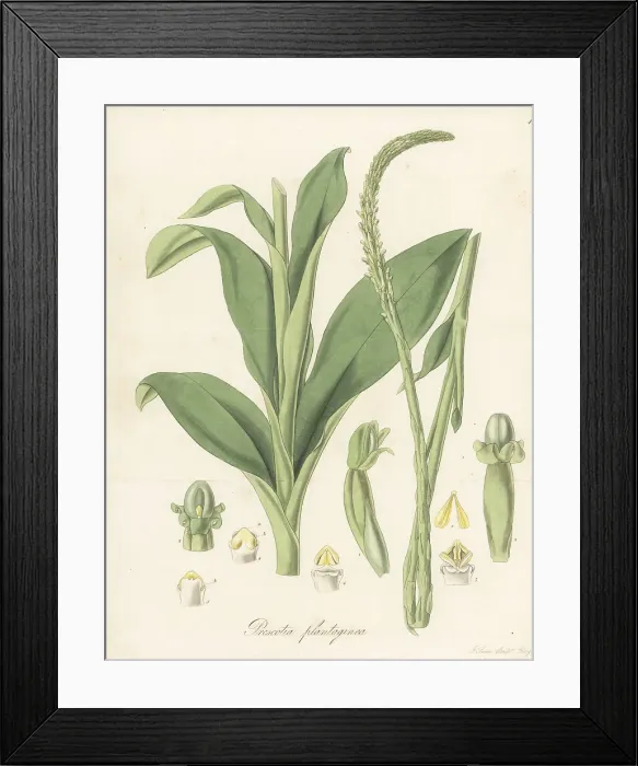 Framed Print : Prescottia plantaginea orchid Framed Print : Prescottia plantaginea orchid