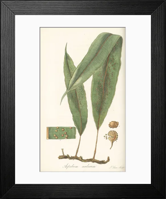 Framed Print : Oleandra articulata fern Framed Print : Oleandra articulata fern