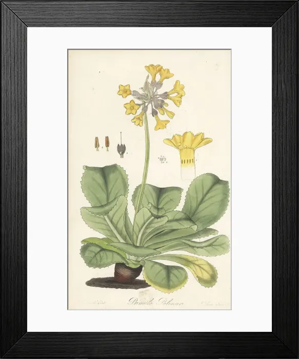 Framed Print : Palinurian primrose, Primula palinuri. Endangered Framed Print : Palinurian primrose, Primula palinuri. Endangered