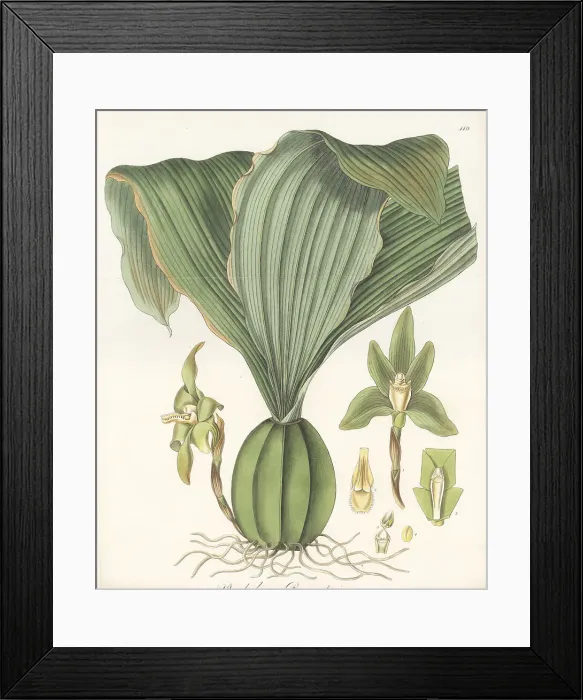 Framed Print : Sudamerlycaste barringtoniae orchid Framed Print : Sudamerlycaste barringtoniae orchid