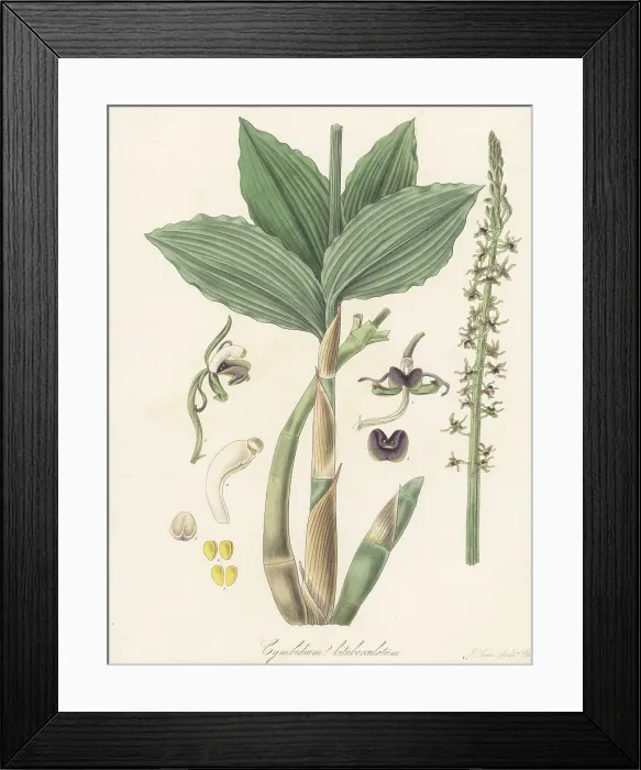 Framed Print : Liparis nervosa orchid Framed Print : Liparis nervosa orchid