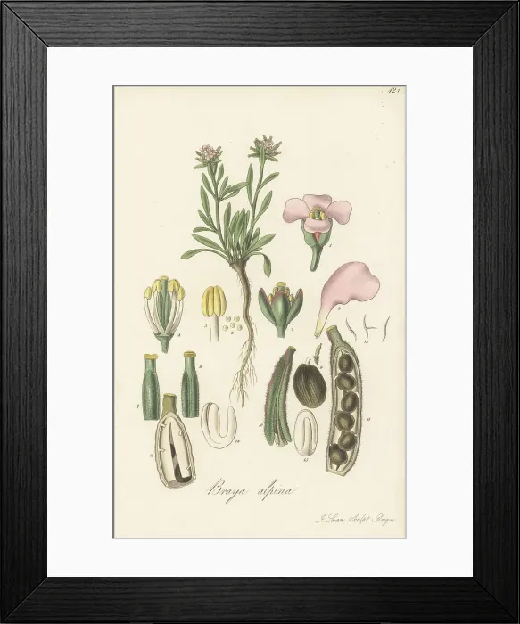 Framed Print : Alpine braya, Braya alpina Framed Print : Alpine braya, Braya alpina