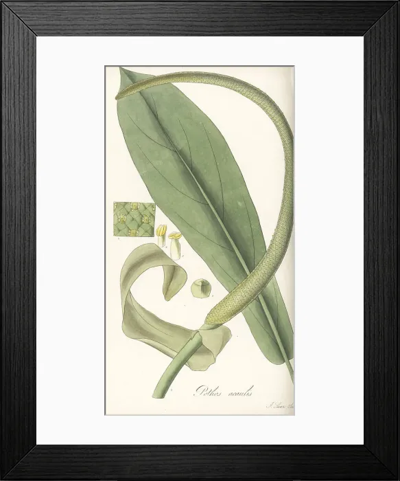 Framed Print : Anthurium acaule Framed Print : Anthurium acaule