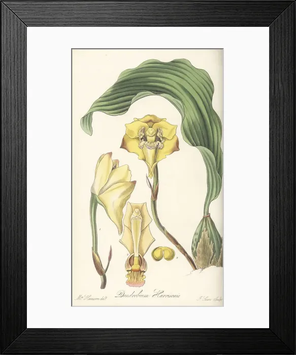 Framed Print : Bifrenaria harrisoniae orchid Framed Print : Bifrenaria harrisoniae orchid