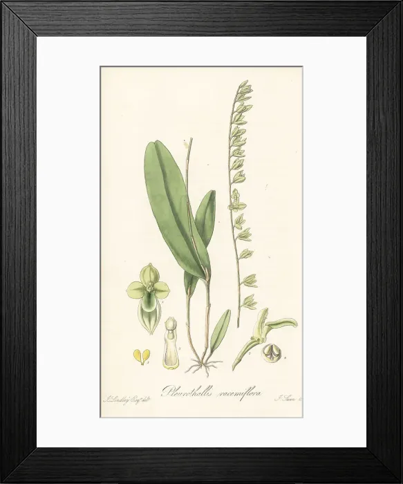 Framed Print : Stelis multirostris orchid Framed Print : Stelis multirostris orchid