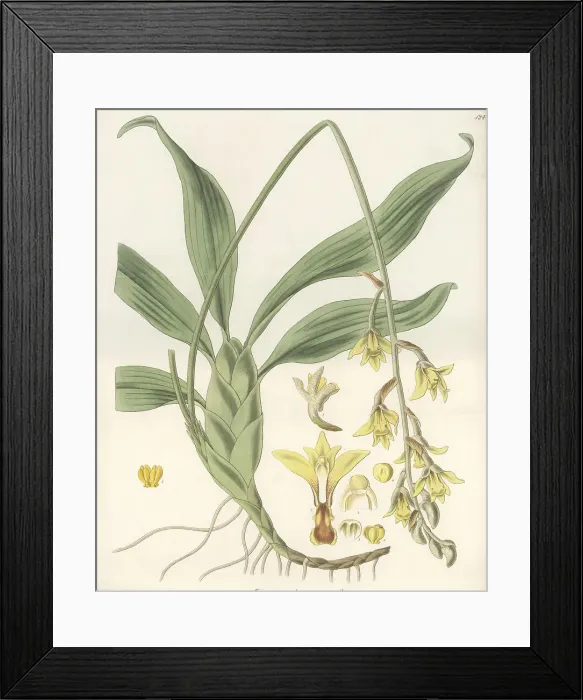 Framed Print : Dendrolirium lasiopetalum orchid Framed Print : Dendrolirium lasiopetalum orchid