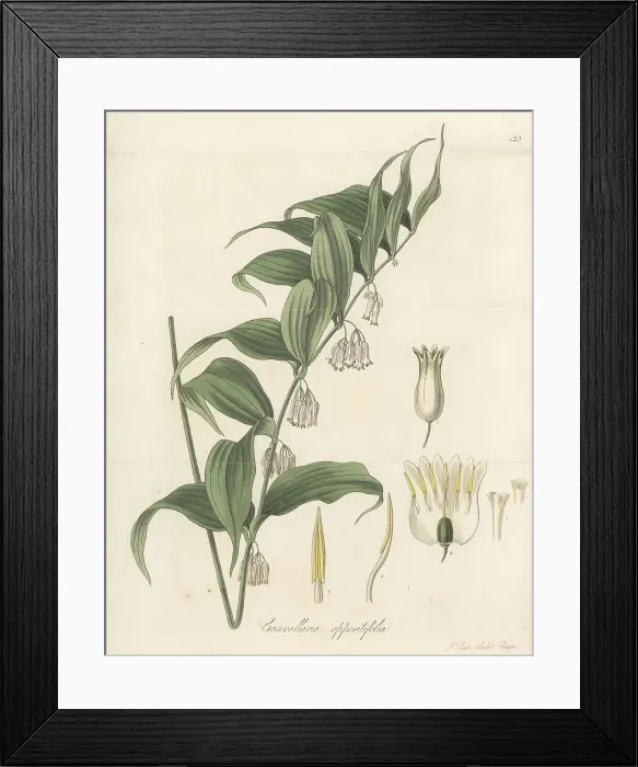 Framed Print : Solomon's Seal, Polygonatum oppositifolium Framed Print : Solomon's Seal, Polygonatum oppositifolium