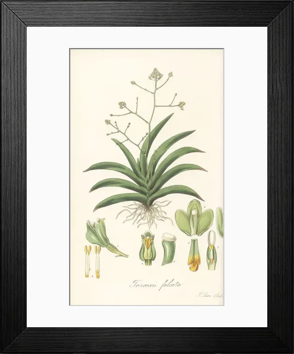 Framed Print : Falcate trizeuxis orchid, Trizeuxis falcata Framed Print : Falcate trizeuxis orchid, Trizeuxis falcata