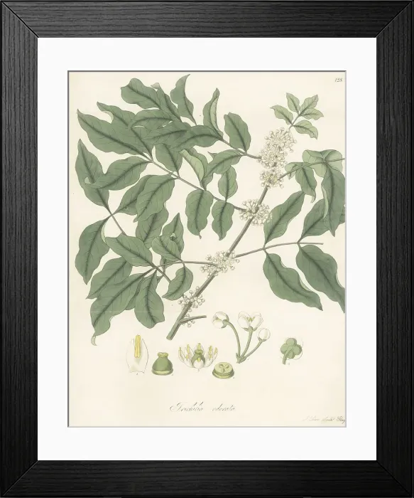 Framed Print : Palo de cuchara or limoncillo, Trichilia havanensis Framed Print : Palo de cuchara or limoncillo, Trichilia havanensis