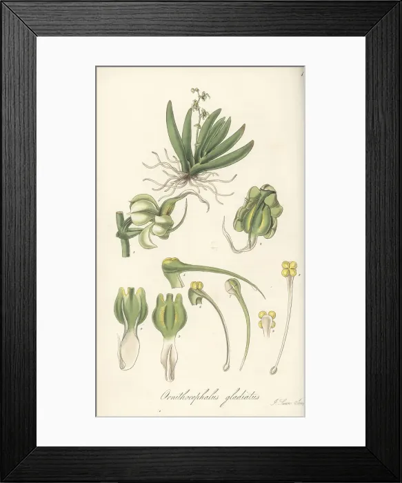 Framed Print : Sword-leaved ornithocephalus orchid, Ornithocephalus gladiatus Framed Print : Sword-leaved ornithocephalus orchid, Ornithocephalus gladiatus
