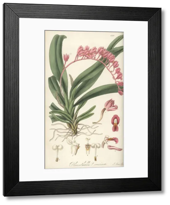 Framed Print : Rodriguezia lanceolata orchid Framed Print : Rodriguezia lanceolata orchid