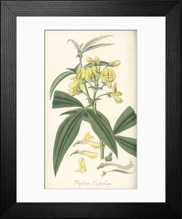 Framed Print : Piptanthus nepalensis Framed Print : Piptanthus nepalensis