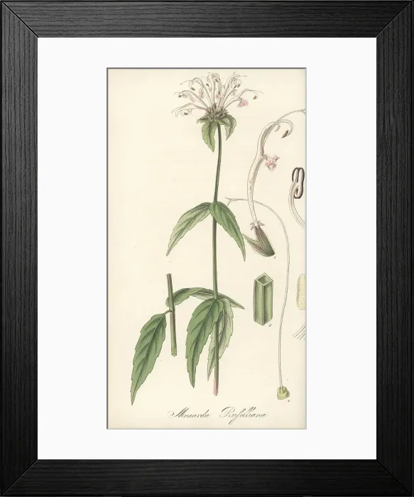 Framed Print : Redpurple beebalm, Monarda russelliana Framed Print : Redpurple beebalm, Monarda russelliana