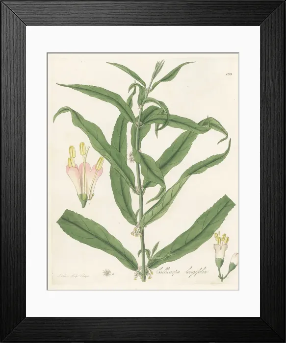 Framed Print : Long-leaved callicarpa, Callicarpa longifolia Framed Print : Long-leaved callicarpa, Callicarpa longifolia