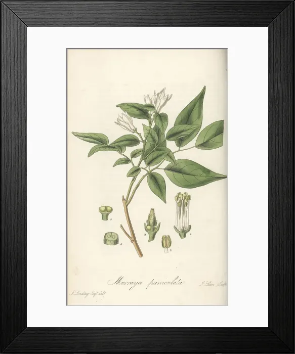 Framed Print : Orange jasmine, Murraya paniculata