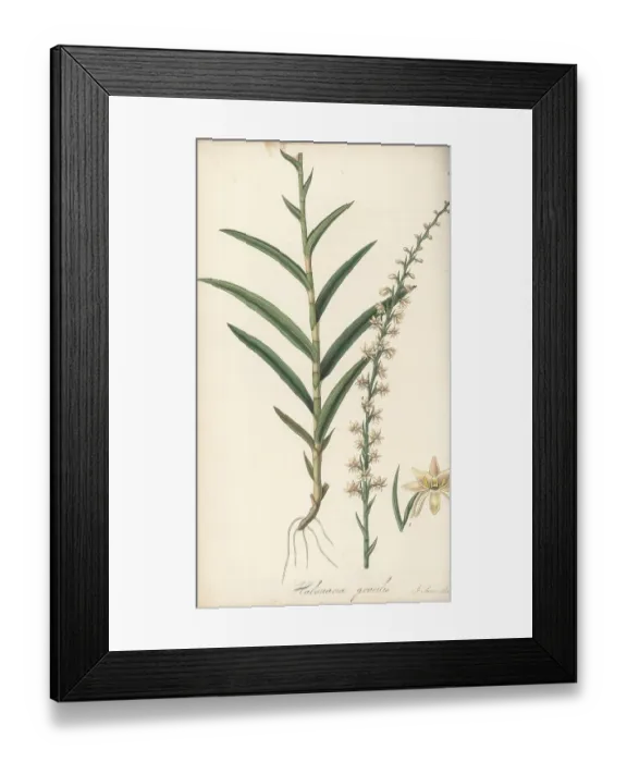 Framed Print : Slender habenaria orchid, Habenaria gracilis Framed Print : Slender habenaria orchid, Habenaria gracilis