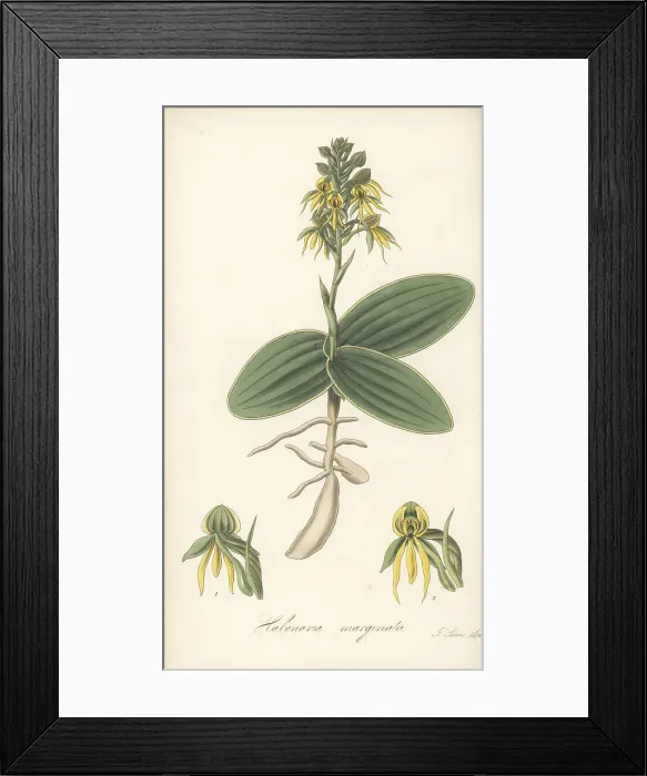 Framed Print : Marginated habenaria orchid, Habenaria marginata Framed Print : Marginated habenaria orchid, Habenaria marginata