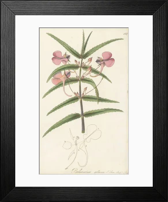 Framed Print : Chinese balsam, Impatiens chinensis Framed Print : Chinese balsam, Impatiens chinensis