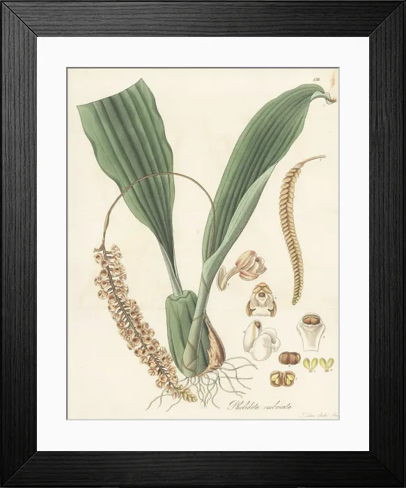 Framed Print : Common rattlesnake orchid, Pholidota imbricata Framed Print : Common rattlesnake orchid, Pholidota imbricata
