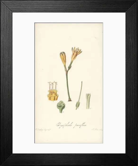 Framed Print : Stenomesson pauciflorum Framed Print : Stenomesson pauciflorum