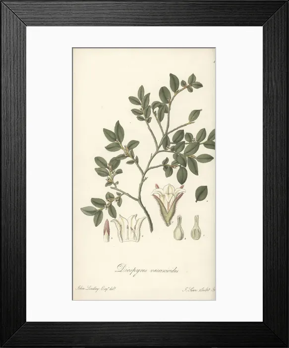 Framed Print : Small persimmon, Diospyros vaccinioides. Critically endangered Framed Print : Small persimmon, Diospyros vaccinioides. Critically endangered