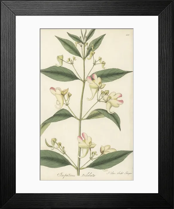 Framed Print : Three-lobed balsam, Impatiens trilobata Framed Print : Three-lobed balsam, Impatiens trilobata