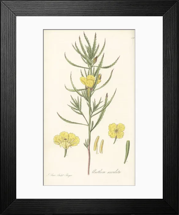 Framed Print : Yellow sundrops, Calylophus serrulatus Framed Print : Yellow sundrops, Calylophus serrulatus