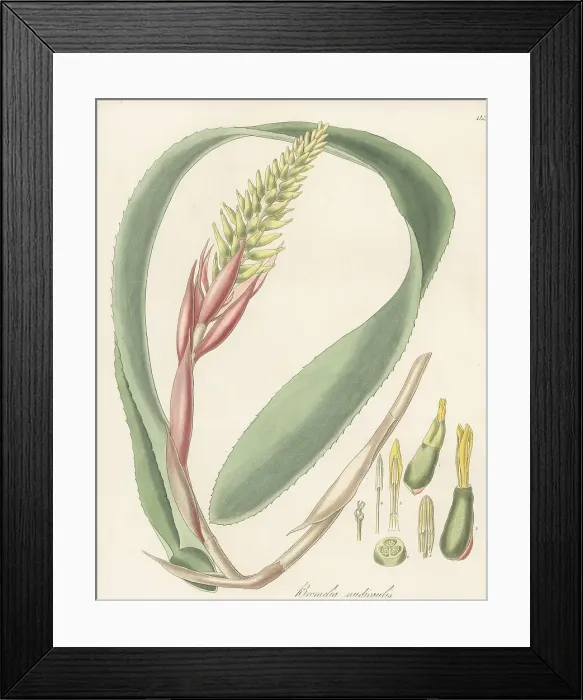 Framed Print : Aechmea nudicaulis Framed Print : Aechmea nudicaulis