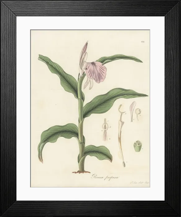 Framed Print : Purple roscoea, Roscoea purpurea Framed Print : Purple roscoea, Roscoea purpurea