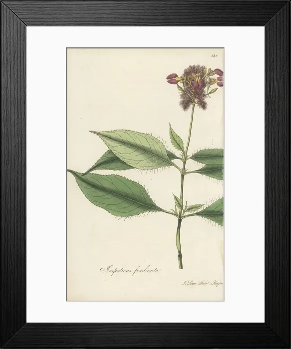 Framed Print : Bracted balsam, Impatiens fimbriata Framed Print : Bracted balsam, Impatiens fimbriata