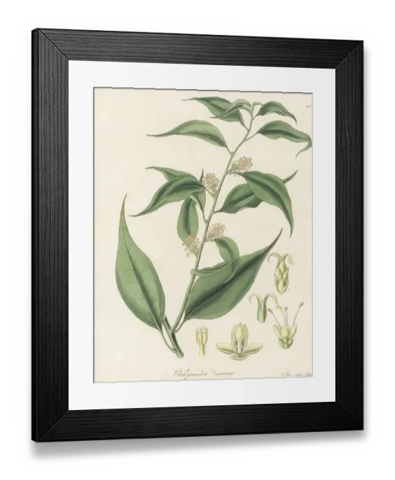 Framed Print : Sweet box, Sarcococca coriacea Framed Print : Sweet box, Sarcococca coriacea