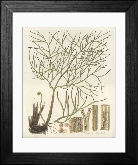 Framed Print : Floating antlerfern, Ceratopteris pteridoides Framed Print : Floating antlerfern, Ceratopteris pteridoides