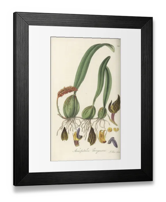 Framed Print : Bulbophyllum careyanum orchid Framed Print : Bulbophyllum careyanum orchid