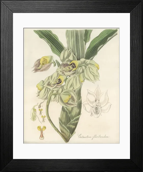 Framed Print : Large-fruited catasetum orchid, Catasetum macrocarpum Framed Print : Large-fruited catasetum orchid, Catasetum macrocarpum