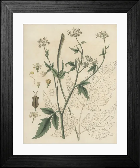 Framed Print : Arracacha, Arracacia xanthorrhiza Framed Print : Arracacha, Arracacia xanthorrhiza
