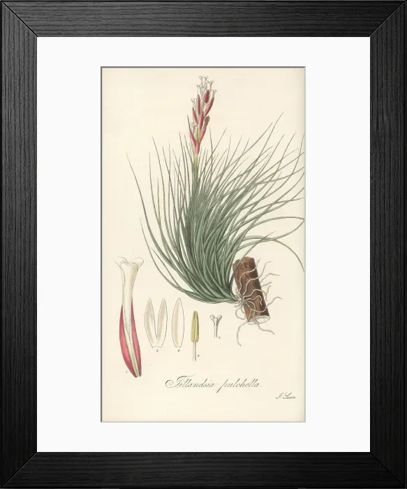 Framed Print : Narrowleaf airplant, Tillandsia tenuifolia
