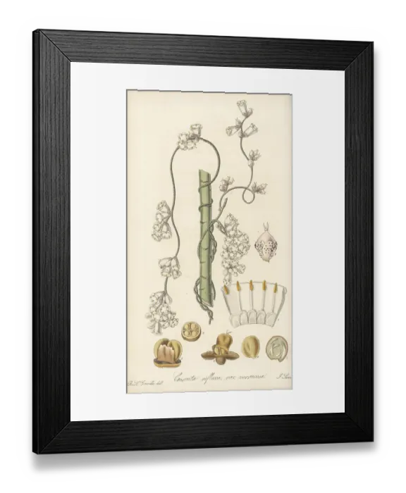 Framed Print : Giant dodder or ulan ulan, Cuscuta reflexa Framed Print : Giant dodder or ulan ulan, Cuscuta reflexa
