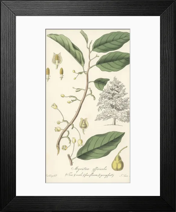 Framed Print : Fragrant nutmeg, Myristica fragrans Framed Print : Fragrant nutmeg, Myristica fragrans