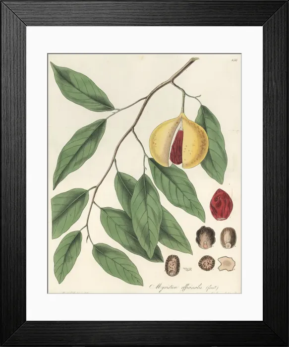 Framed Print : Fragrant nutmeg, Myristica fragrans Framed Print : Fragrant nutmeg, Myristica fragrans