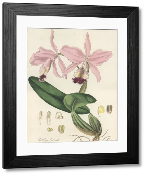 Framed Print : Crimson cattleya orchid, Cattleya labiata Framed Print : Crimson cattleya orchid, Cattleya labiata